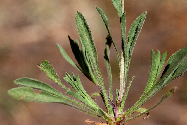 Erigeron flagellaris