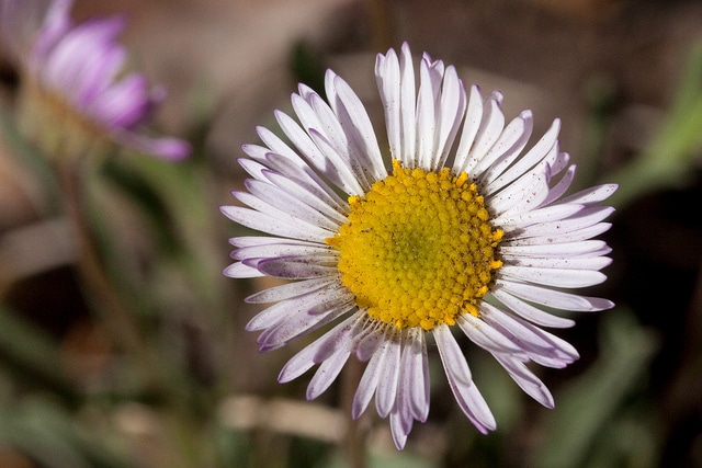Erigeron flagellaris (Erigeron flagellaris)