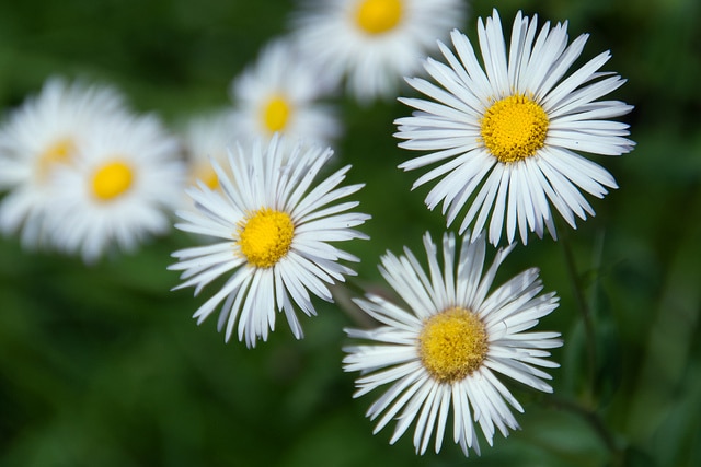 Erigeron formosissimus