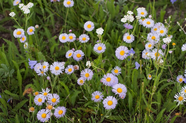 Erigeron formosissimus