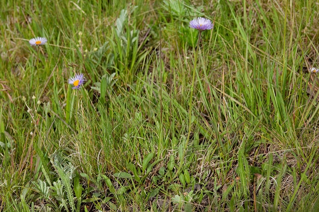Erigeron formosissimus