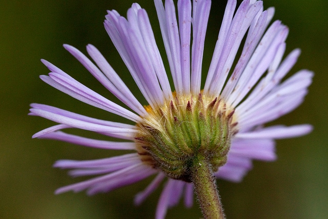 Erigeron formosissimus (Erigeron formosissimus)