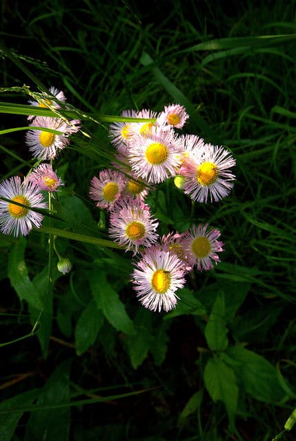 Erigeron glabellus