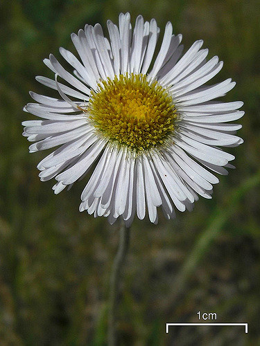 Erigeron glabellus