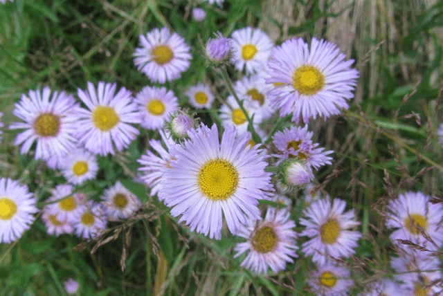Erigeron glabellus