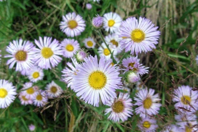Erigeron glabellus