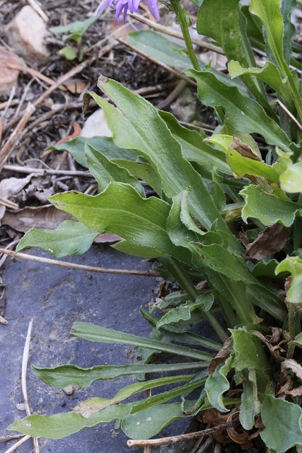 Erigeron glabellus