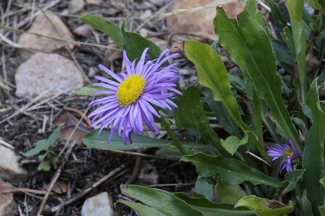 Erigeron glabellus (Erigeron glabellus)