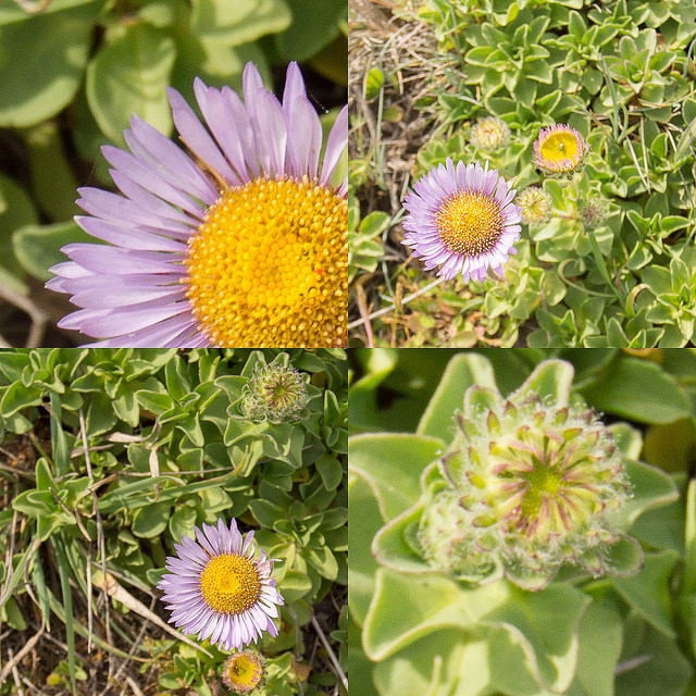 Vergerette glauque (Erigeron glaucus)
