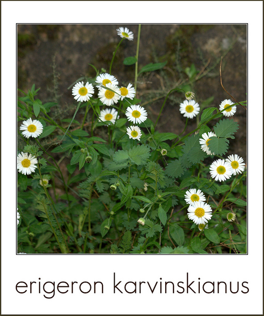 Vergerette de karvinski