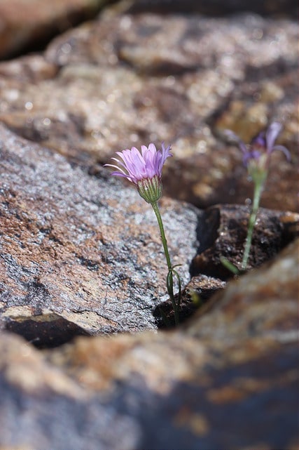 Erigeron leiomerus