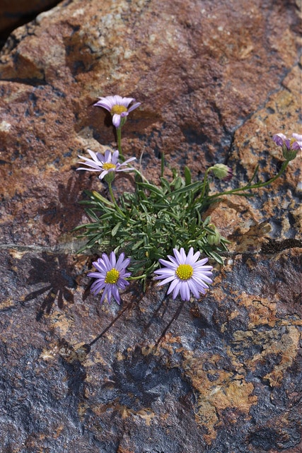 Erigeron leiomerus