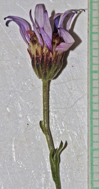 Erigeron leiomerus