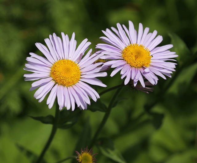 Erigeron peregrinus (Erigeron peregrinus)