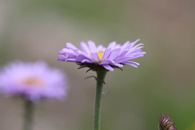 Erigeron peregrinus