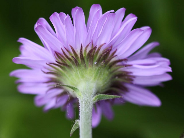 Erigeron peregrinus