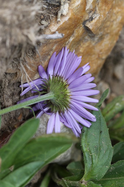 Erigeron peregrinus