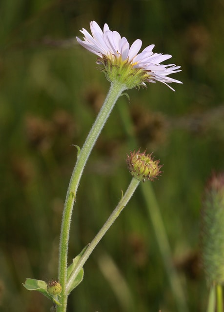 Erigeron peregrinus