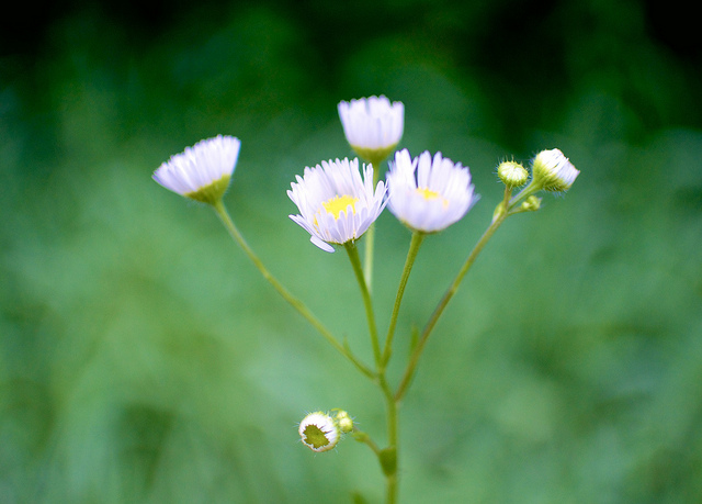 Vergerette de philadelphie (Erigeron philadelphicus)