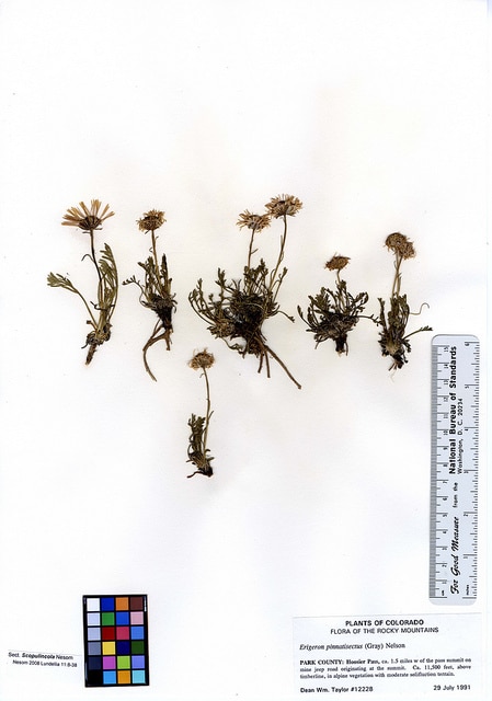 Erigeron pinnatisectus (Erigeron pinnatisectus)