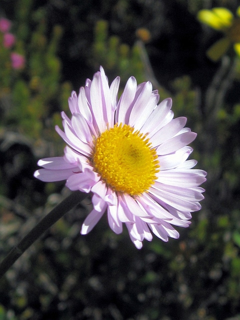 Erigeron pinnatisectus