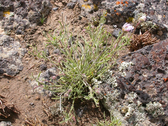 Erigeron pumilus