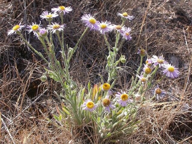 Erigeron pumilus