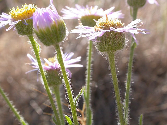 Erigeron pumilus