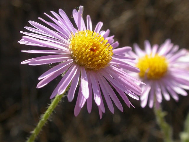 Erigeron pumilus