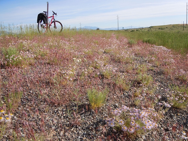 Erigeron pumilus