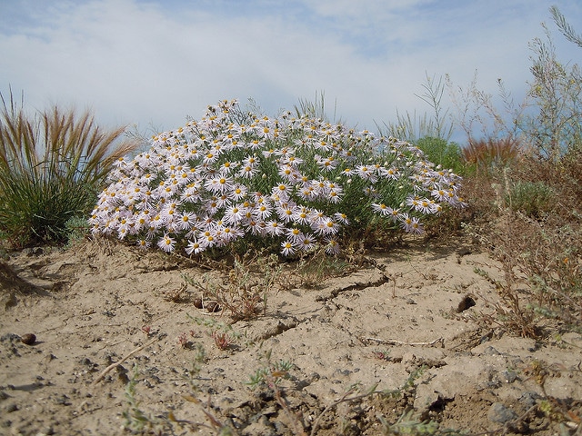 Erigeron pumilus (Erigeron pumilus)