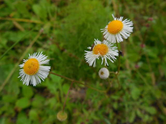 Erigeron quercifolius