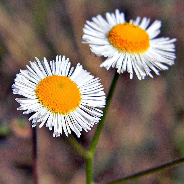 Erigeron quercifolius