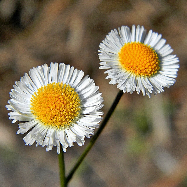 Erigeron quercifolius