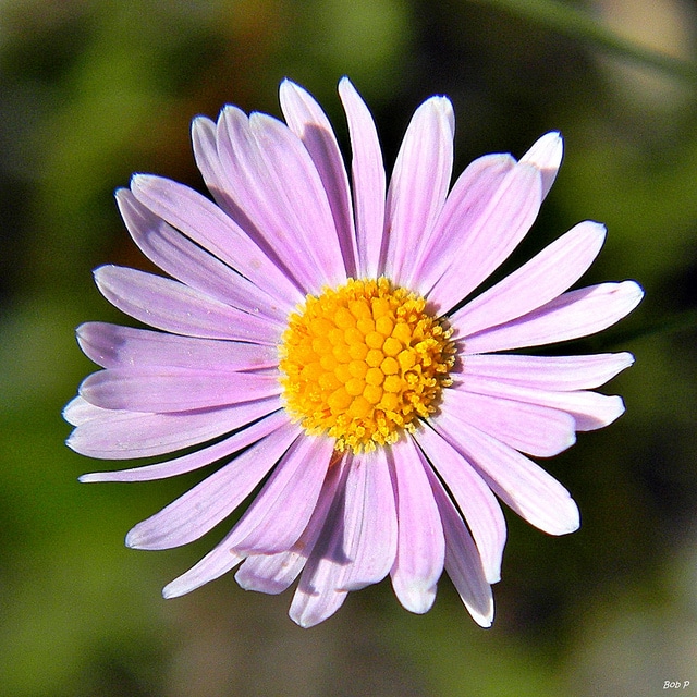 Erigeron quercifolius