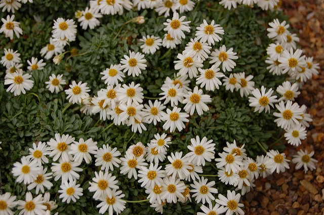 Erigeron scopulinus