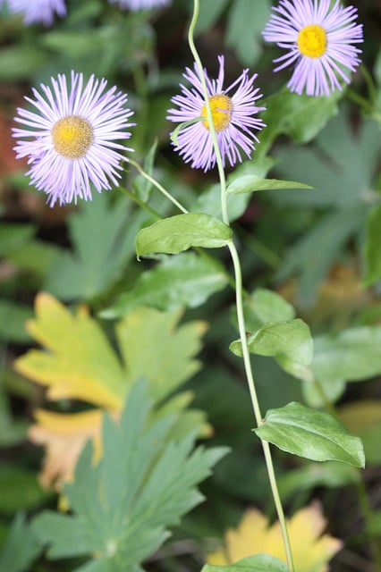 Erigeron speciosus