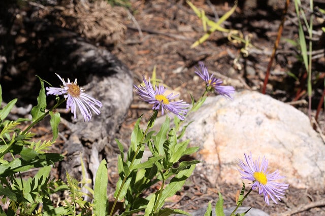 Erigeron speciosus