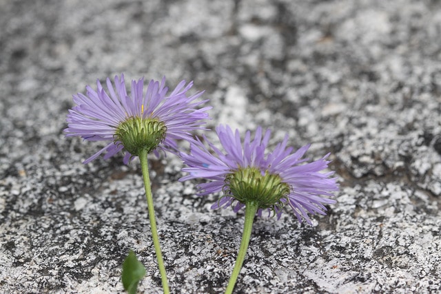 Erigeron speciosus
