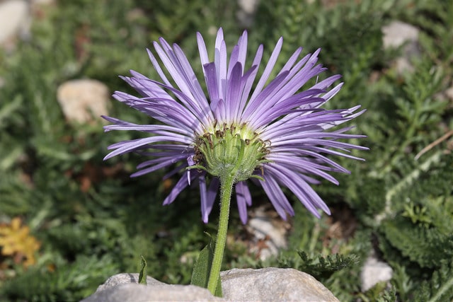 Erigeron speciosus