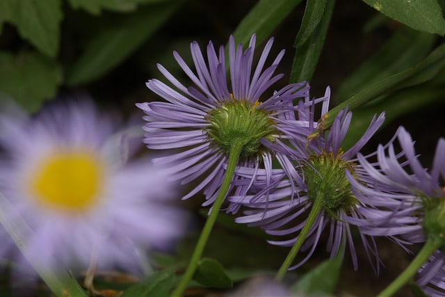 Erigeron speciosus