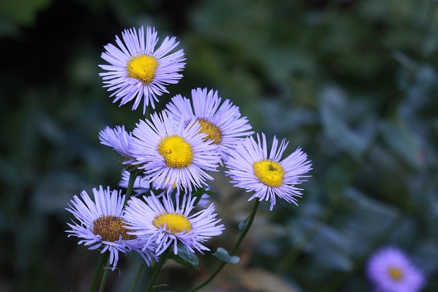 Erigeron speciosus (Erigeron speciosus)