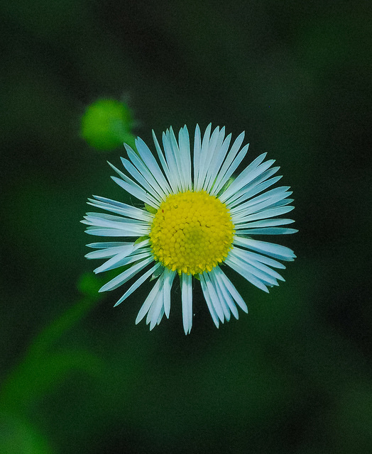 Vergerette maigre