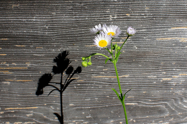Vergerette maigre (Erigeron strigosus)
