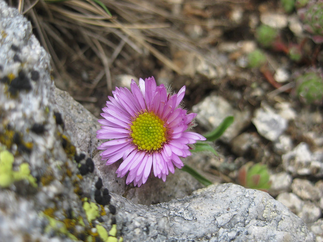 Vergerette à une fleur (Erigeron uniflorus)