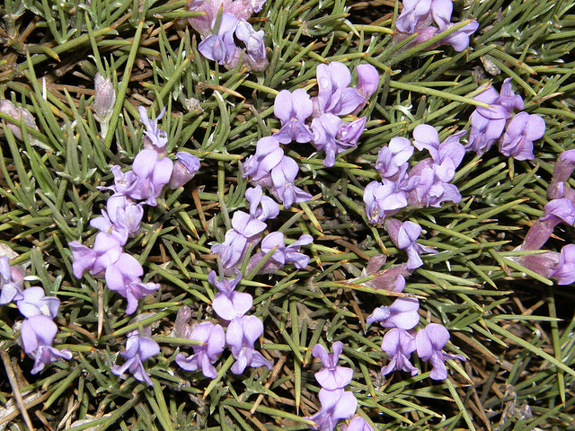 Cytise hérisson (Erinacea anthyllis)