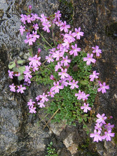 érine des alpes