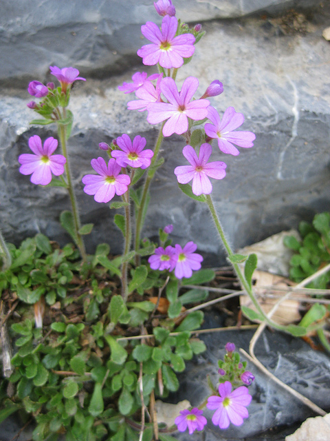 érine des alpes