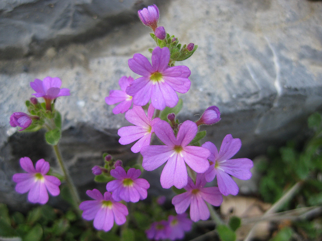 Érine des alpes (Erinus alpinus)
