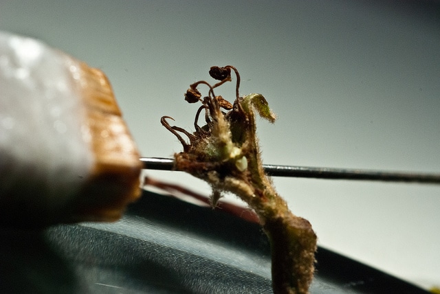 Eriobotrya deflexa